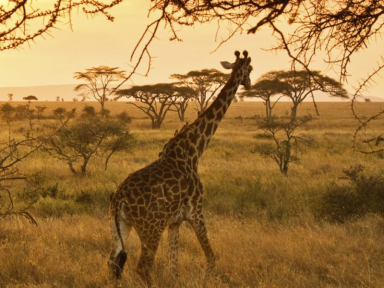 serengeti-national-park-6 (1)