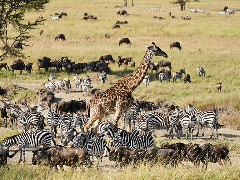 serengeti-national-park-8