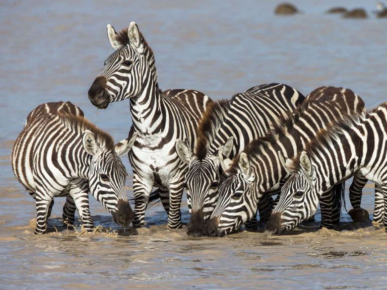 tanzania-safari-cost-5