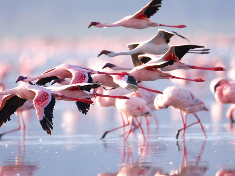 tanzania-safari-cost-8
