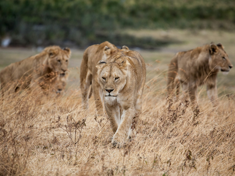 tarangire-national-park-6