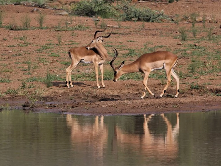 tarangire-national-park-8