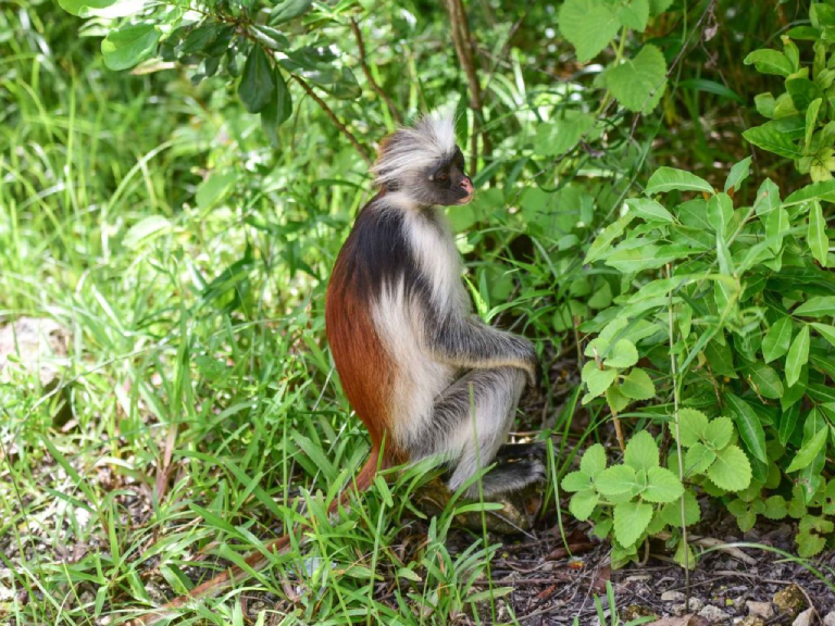 udzungwa-mountain-national-park-5