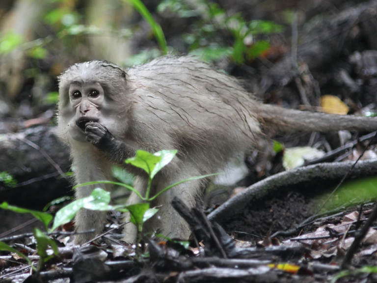udzungwa-mountain-national-park-8