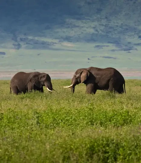 10-days-tanzania-wildlife-safaris