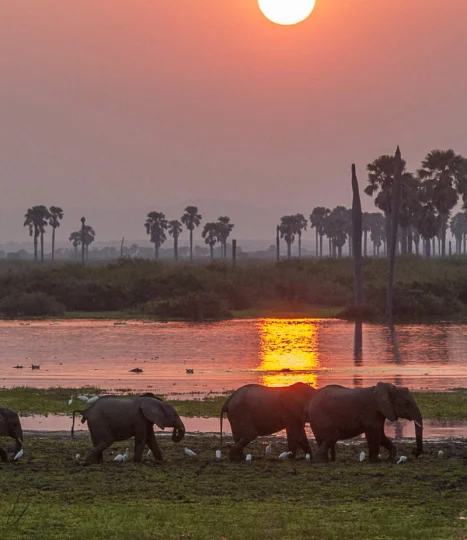 5-days-safari-nyerere-national-park
