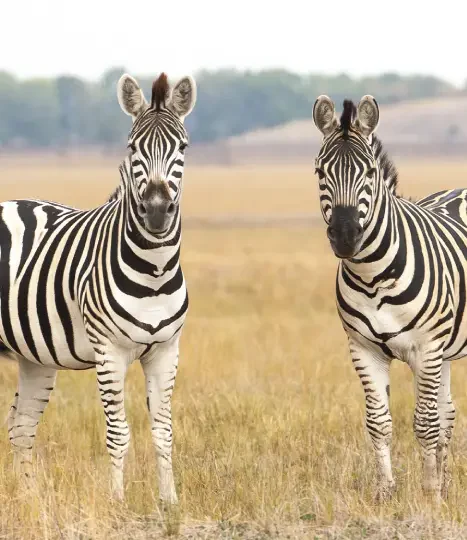 7-days-tanzania-big-game-safaris