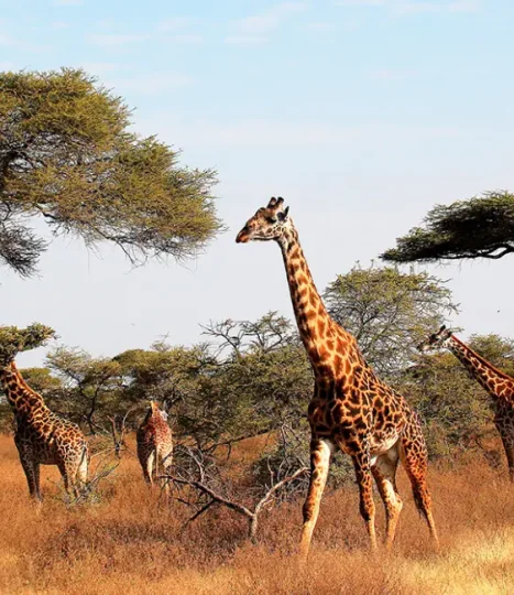 tanzania1